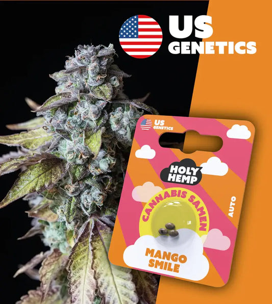 Holy Hemp Cannabis Samen Mango Smile - Cali Seeds