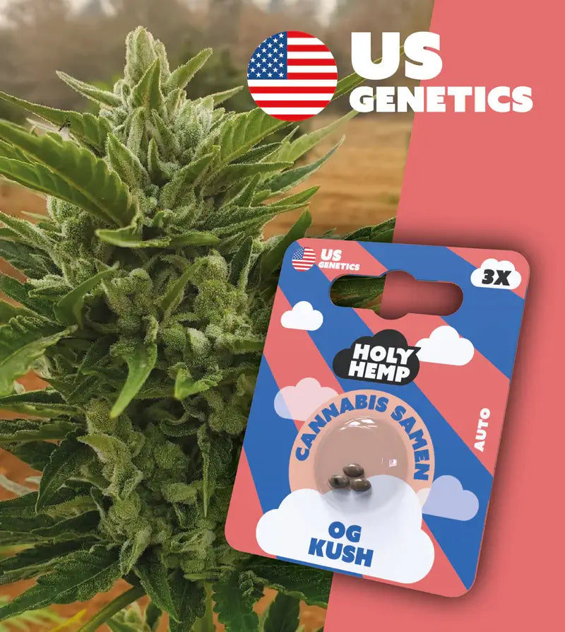 Holy Hemp Cannabis Samen OG Kush - Cali Seeds
