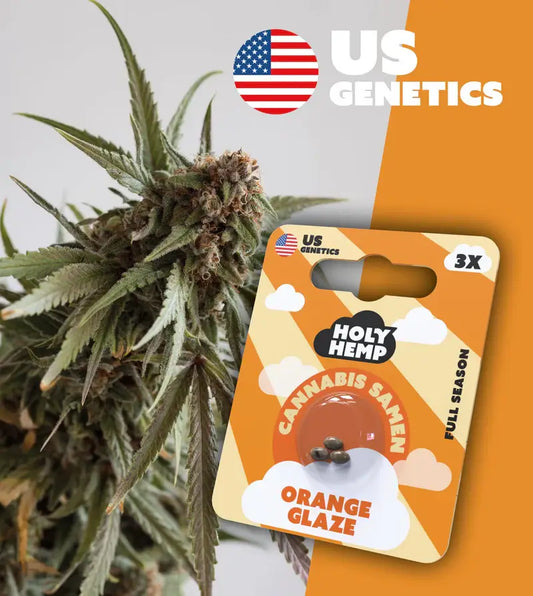 Holy Hemp Cannabis Samen Orange Glaze - Cali Seeds