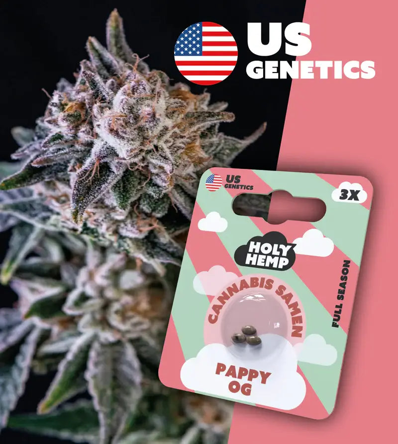 Holy Hemp Cannabis Samen Pappy OG - Cali Seeds