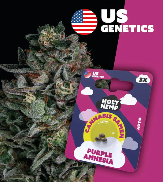 Holy Hemp Cannabis Samen Purple Amnesia Haze - Cali Seeds