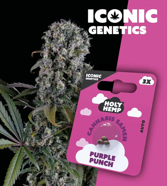Holy Hemp Cannabis Samen Purple Punch