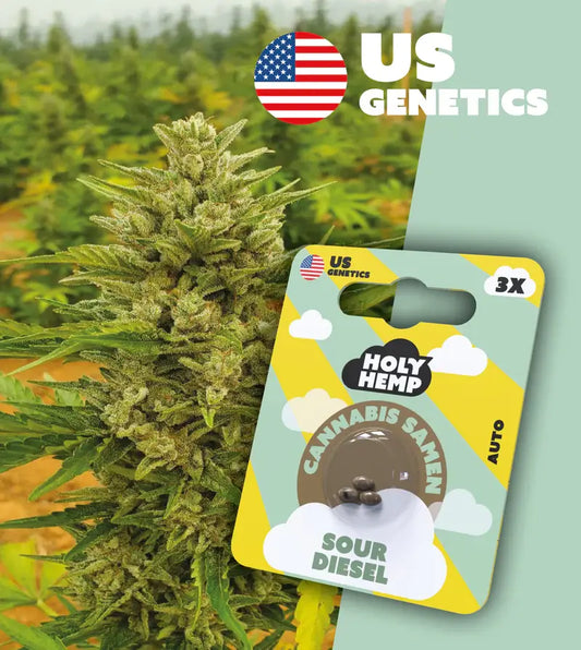 Holy Hemp Cannabis Samen Sour Diesel - Cali Seeds