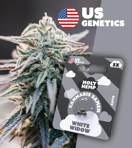 Holy Hemp Cannabis Samen White Widow - Cali Seeds